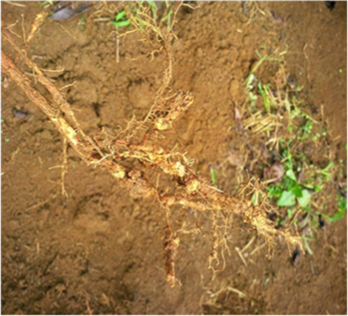 XÉT NGHIỆM TUYẾN TRÙNG TRONG ĐẤT