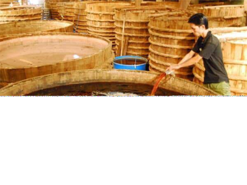 Ứng dụng vi khuẩn lactic: Rút ngắn thời gian sinh hương của nước mắm