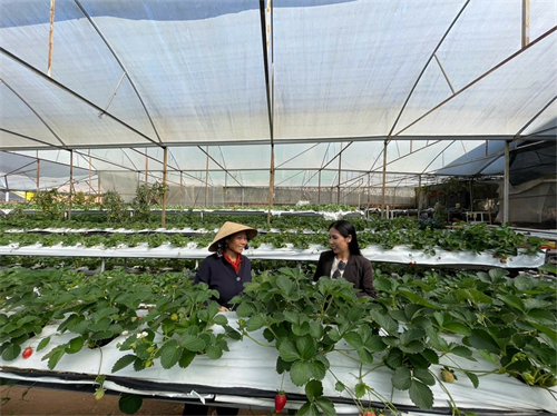 KHỞI NGHIỆP TỪ TUỔI NGHỈ HƯU: CÂU CHUYỆN LÀM NÔNG NGHIỆP SẠCH CỦA MỘT PHỤ NỮ TẠI LÂM ĐỒNG
