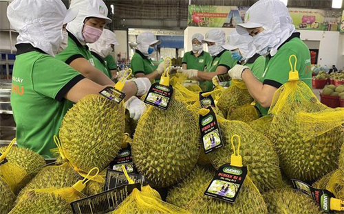 XÂY DỰNG TIÊU CHUẨN QUỐC GIA VỀ SẦU RIÊNG, NÂNG TẦM CHẤT LƯỢNG SẢN PHẨM