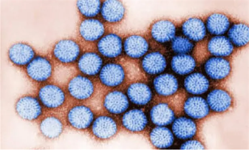 VIRUS TỒN TẠI TRONG NƯỚC NGỌT BẰNG CÁCH BÁM TRÊN NHỰA