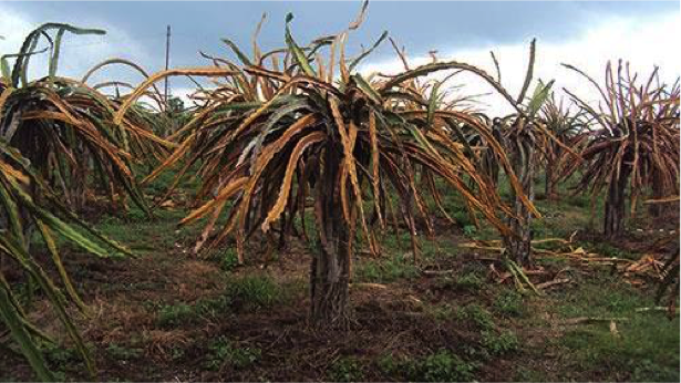 Description: Vi sinh nông nghiệp sạch