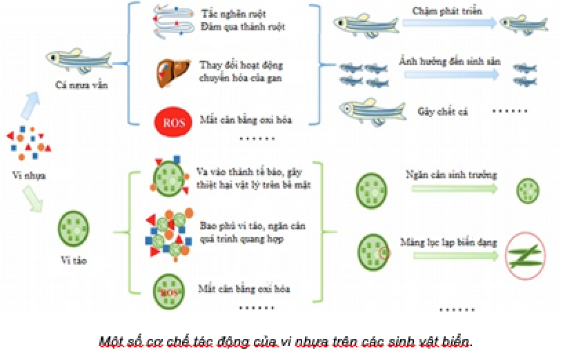 Description: https://vjst.vn/Images/editor/images/2020/Thang%206/PHAM%20HUNG%20VIET%20_%20HAT%20VI%20NHUA-2.jpg