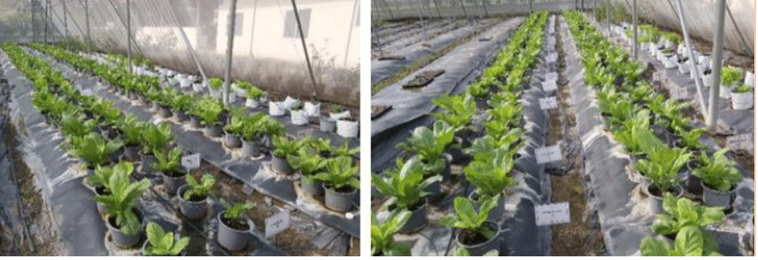 Thử nghiệm các chế phẩm vi sinh trên rau cải xanh